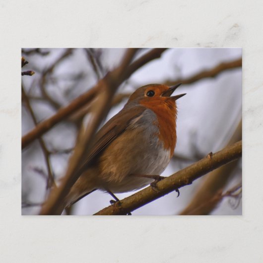 Roodborstje  briefkaart (Voorkant)