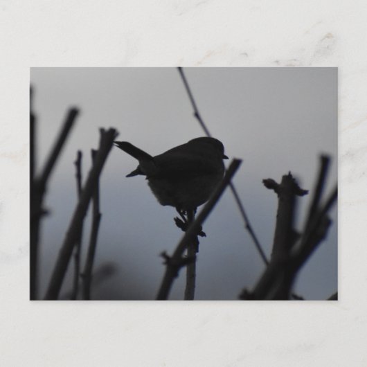 Roodborstje briefkaart (Voorkant)