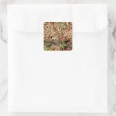 Roodborstje Vierkante Sticker (Tas)