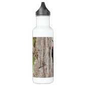 RoodborstSapsucker Woodpecker in het bos Waterfles (Links)