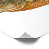 Roodborstvis - Lepomis auritus Poster (Hoek)