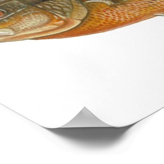 Roodborstvis - Lepomis auritus Poster (Hoek)