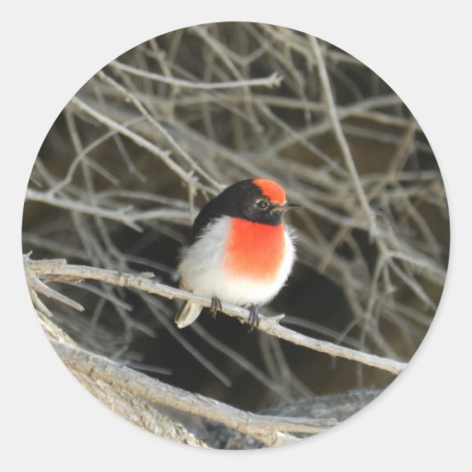 roodborstvogel in een twig ronde sticker (Voorkant)