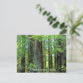 Roodbossen in het noordelijke Briefkaart van CA (Staand voorkant)