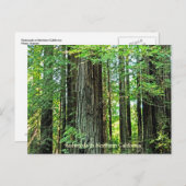 Roodbossen in het noordelijke Briefkaart van CA (Voorkant / Achterkant)