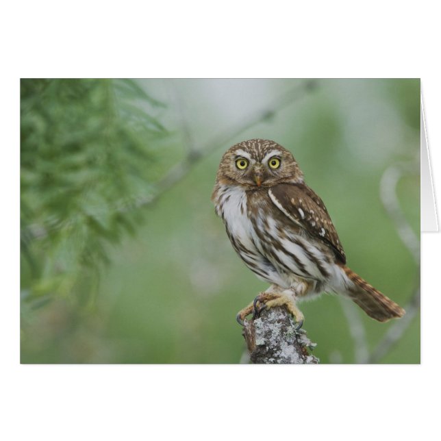 Roodbruine Dwerguil, Glaucidium brasilianum, 3 (Voorkant Horizontaal)