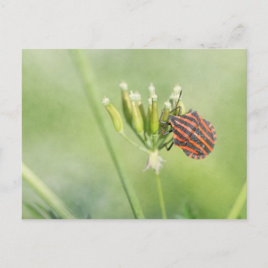 Roodbuik - nog één flesje doet geen pijn briefkaart (Voorkant)