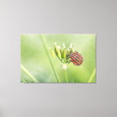 Roodbuik - nog één flesje doet geen pijn canvas afdruk (Voorkant)