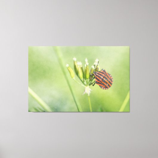 Roodbuik - nog één flesje doet geen pijn canvas afdruk (Voorkant)