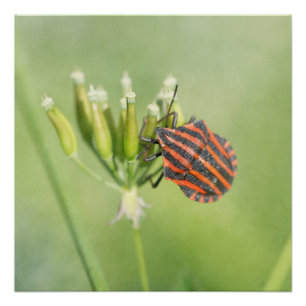 Roodbuik - nog één flesje doet geen pijn perfect poster