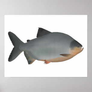 Roodbuik Pacu Poster