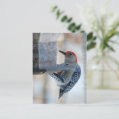 Roodbuik Woodpecker op het Briefkaart van de Vogel (Staand voorkant)