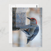 Roodbuik Woodpecker op het Briefkaart van de Vogel (Voorkant / Achterkant)