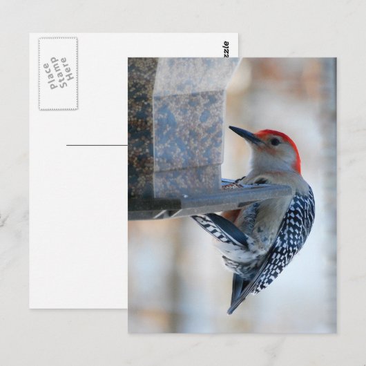 Roodbuik Woodpecker op het Briefkaart van de Vogel (Voorkant / Achterkant)