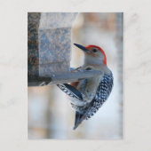Roodbuik Woodpecker op het Briefkaart van de Vogel (Voorkant)