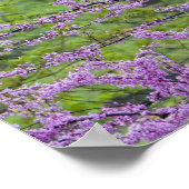 Roodbuikbomen in het hele lentesbloem bij Defiance Poster (Hoek)