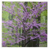 Roodbuikbomen in het hele lentesbloem bij Defiance Tegeltje (Voorkant)