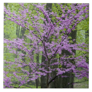 Roodbuikbomen in het hele lentesbloem bij Defiance Tegeltje