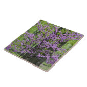 Roodbuikbomen in het hele lentesbloem bij Defiance Tegeltje (Zijkant)