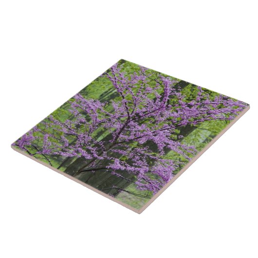 Roodbuikbomen in het hele lentesbloem bij Defiance Tegeltje (Zijkant)