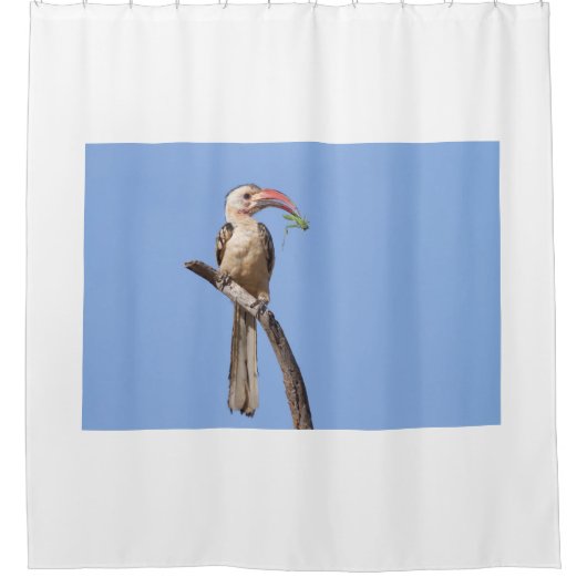 Roodbuikhoornvogel Douchegordijn (Voorkant)