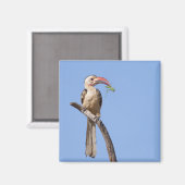 Roodbuikhoornvogel Magneet (Voorkant / Achterkant)