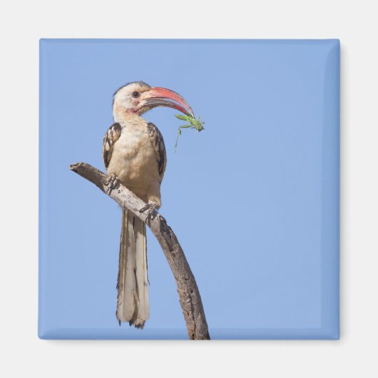 Roodbuikhoornvogel Magneet (Voorkant)