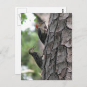 Roodbuikmannetjes en Briefkaart (Voorkant / Achterkant)