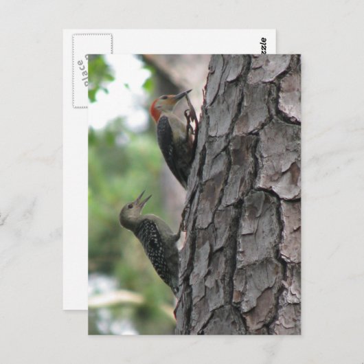 Roodbuikmannetjes en Briefkaart (Voorkant / Achterkant)