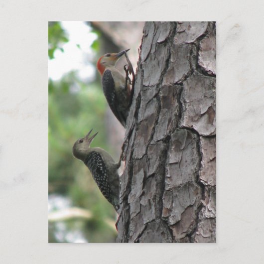 Roodbuikmannetjes en Briefkaart (Voorkant)