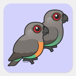 Roodbuikpapegaaienpaar Vierkante Sticker
