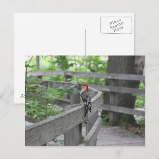 Roodbuikspecht briefkaart (Voorkant / Achterkant)