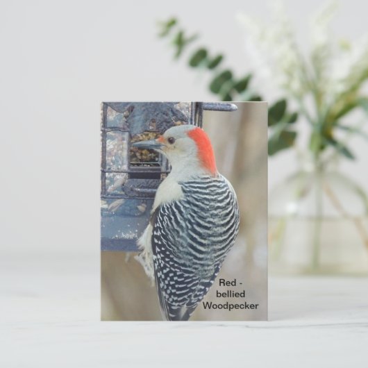 Roodbuikspecht Briefkaart (Staand voorkant)