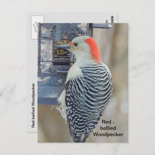 Roodbuikspecht Briefkaart (Voorkant / Achterkant)