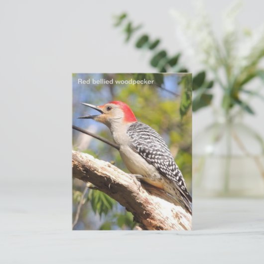 Roodbuikspecht Briefkaart (Staand voorkant)