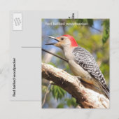 Roodbuikspecht Briefkaart (Voorkant / Achterkant)