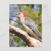 Roodbuikspecht Briefkaart (Voorkant)