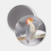 Roodbuikspecht schilderij originele vogelkunst magneet (Voorkant / Achterkant)