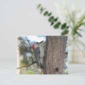 RoodbuikVrouw Briefkaart (Staand voorkant)