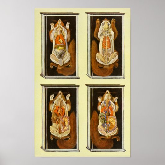 Roodeekhoorn Anatomie Veterinary Vintage Poster (Voorkant)