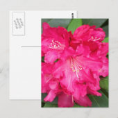 roodendron in roze briefkaart (Voorkant / Achterkant)