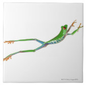 Roodeogboomkikker springt tegeltje (Voorkant)