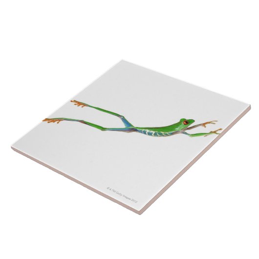 Roodeogboomkikker springt tegeltje (Zijkant)