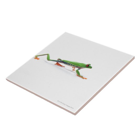 Roodeoogboomkikker lopen tegeltje (Zijkant)