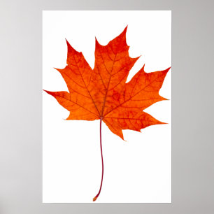 Roodesdoornblad Poster