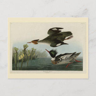 Roodgebrande Merganser, Amerikaanse vogels van Aud Briefkaart