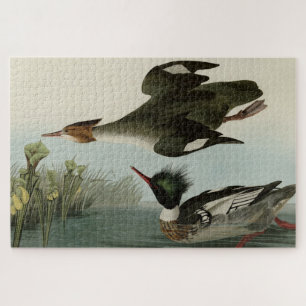 Roodgebrande Merganser, Amerikaanse vogels van Aud Legpuzzel