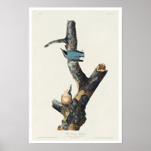 Roodgebrande Nuthatch door Poster van Audubon