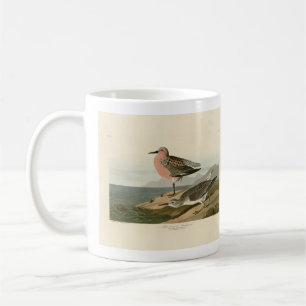 Roodgebrande Sandpiper, Amerikaanse vogels van Aud Koffiemok