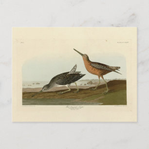 Roodgebrande Snipe van Audubon's Birds of America Briefkaart